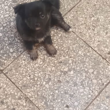 Chihuahuas - Img 121539776
