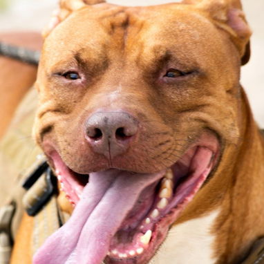 Busco novia . Pitbull&stafford 85lbs Cumple 6 años este 30 junio. 54633692 Abel - Img 120587499