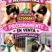 🎀✨ HERMOSAS HEMBRITAS SHIH TZU ✨🎀 BETTY MASCOTAS WHATSAPP 52506841 🎀✨ - Img 56636535