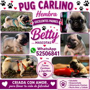 🐾💕 PUG HEMBRA DISPONIBLE BETTY MASCOTAS WHATSAPP 52506841 💕🐾 - Img 56998241