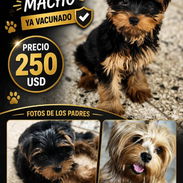 (((( YORKSHIRE TERRIER MACHO WHATSAPP 52506841 ))) - Img 55763198