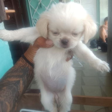 PEKINES HEMBRA ALBINA MACHO BLANCO OJOS AZULES - Img 124512752