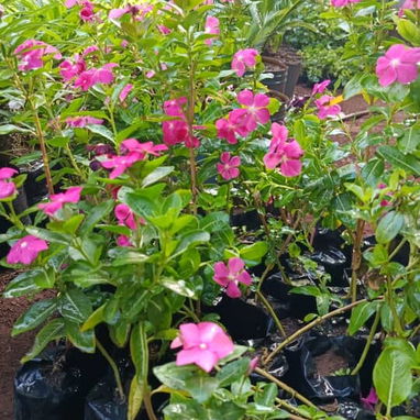 Venta de plantas ornamentales y frutales - 9/10