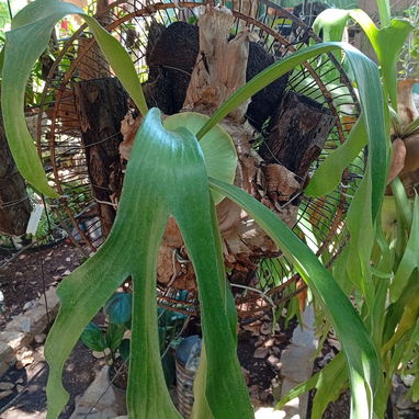 Platycerium y variadas plantas ornamentales - Img 99194724