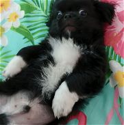 En venta cachorro pekinés macho - Img 45732760