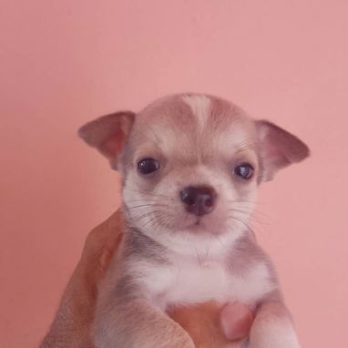 Variedad de perros de pura razas en perfecto estado - Img 117982066