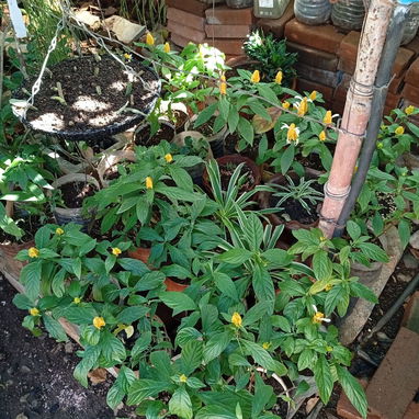Plantas ornamentales de todo tipo - Img 99194841