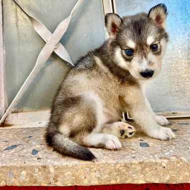 HUSKY SIBERIANOS,ambos sexos,en 150 USD o equivalente,TENGO MENSAJERÍA,tienen 48 días y están desparacitados. - 5/10