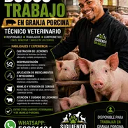 Técnico veterinario. Busco trabajo en granja porcina - Img 57182557