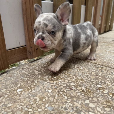 Cachorro bulldog francés - Img 125477491