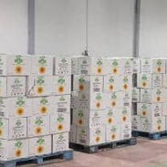 Aceite Aloy por contenedor - Img 58264508