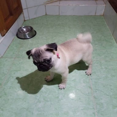 PUG CARLINO,hembra,en 450 USD o equivalente,TENGO MENSAJERÍA,tienen 5 meses,2 VACUNAS PUESTAS y con historia clínica - Img 124411330