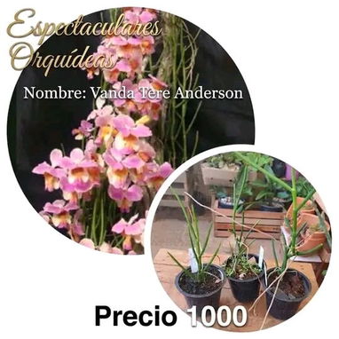 Las más exóticas orquídeas todo x $1000 - Img 124365441
