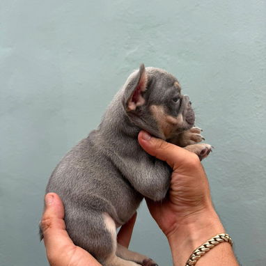 Bulldog francés exóticos - Img 125542459