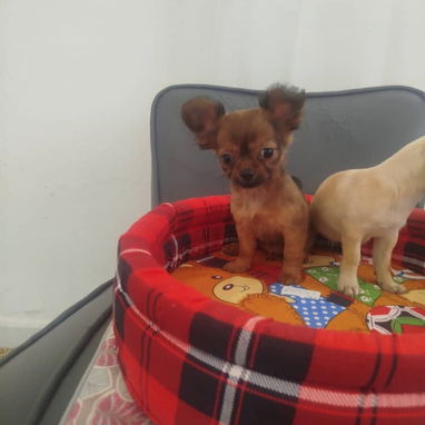 Chihuahuas ambos sexos legítimo nada de cruces - Img 114600377