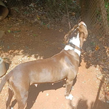 Pitbull pura - 2/2