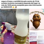 Fumigacion para piojo y liendras cero kimico - Img 57279879