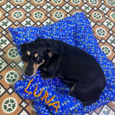 Camitas para mascotas (perros, gatos) - 2/3