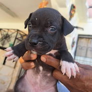 Cachorros pitbull en 60 usd - Img 58054017