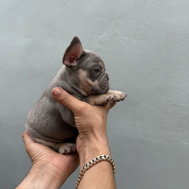 Bulldog francés - Img 125486306