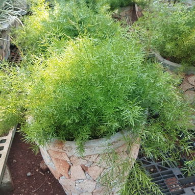 Servicios de jardineria - Img 126448256