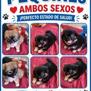 🐾💕 PEQUINÉS DISPONIBLES – AMBOS SEXOS  WHATSAPP 58746643 💕🐾 - Img 57022801