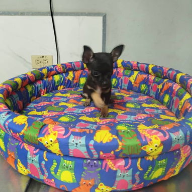 TENEMOS TODO TIPO DE PERROS PURA RAZAS DISPONIBLES - 9/10