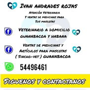 Veterinario a domicilio - Img 55163285