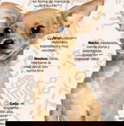BUSCAS UN LINDO CHIHUAHUA? - Img 48925281