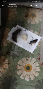 trampas de pegamento pega pega , ratones e insectos - Img main-image
