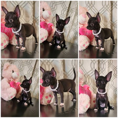 💜💜💜* 🐶¿BUSCAS UN CACHORRO?* TE AYUDAMOS A ENCONTRAR TÚ FIEL COMPAÑERO WHATSAPP 58746643 💜💜💜. - Img 125684559