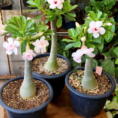 Los más espectaculares Adenium o Rosas del desierto - 7/8