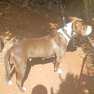 Pitbull pura - Img 57132650