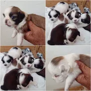 💜💜💜* 🐶  SHIH TZU AMBOS SEXOS  WHATSAPP 58746643 * 💜💜💜. - Img 54509436