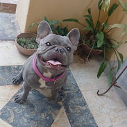 Bulldog francés hembra blue - Img 58284094