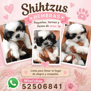 ((( SHIH TZU HEMBRITAS BETTY MASCOTAS WHATSAPP 52506841 )))) - Img 56050845