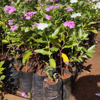 Venta plantas ornamentales - Img 119199642