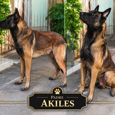 CACHORROS PASTOR BELGA MALINOIS - 5/5