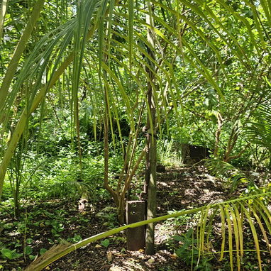 En venta finca en jovellanos con casa de mampostería - Img 124509213