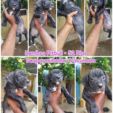 Pitbull en venta!!! - Img 123058710