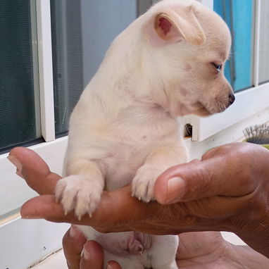 Hermosos cachorros disponibles solo llame al 53818081 - 5/5