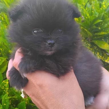 ((( POMERANIA EN VENTA EXCELENTES PADRES BETTY MASCOTAS WHATSAPP 52506841 )))) - Img 120553916