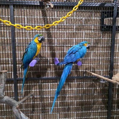 Healthy Blue and Gold (ale and Female) Macaws Ready for new homes! - Img 124835456