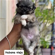 Preciosa cachorra de spaniel tibetano hembra. Habana vieja - Img 45992559