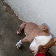Se vende - Img 56320975