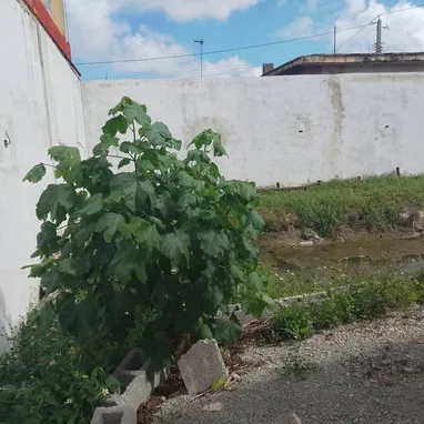 GG-106 Oportunidad de inversión en Guanabo! 🌊☀️ - Img 123074638
