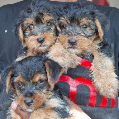 Cachorros yorkis - 3/3