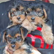 Cachorros de yorkshire - Img 58348922