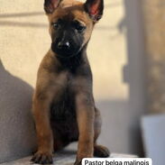 Hermoso cachorro de pastor belga malinois machito - Img 45387811