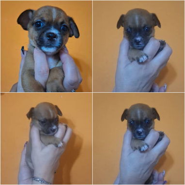 • • • • • • RAZAS CANINAS PARA ELEGIR BETTY MASCOTAS WHAT'SAPP 52506841 • • • • • • - Img 122889876